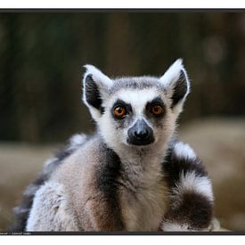 Katta von Matthias Brix