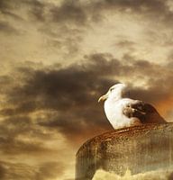 Seagull on a mooring pole at sunset