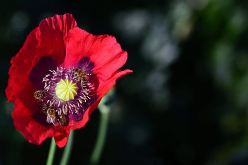 Bijen op een papaverbloesem