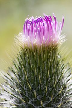 Haarig mit lila Hut von QEIMOY