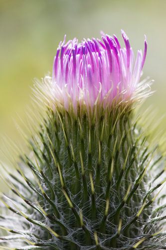 Hairy with a purple hat by QEIMOY