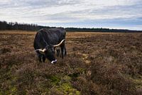 Rinder auf der Veluwe