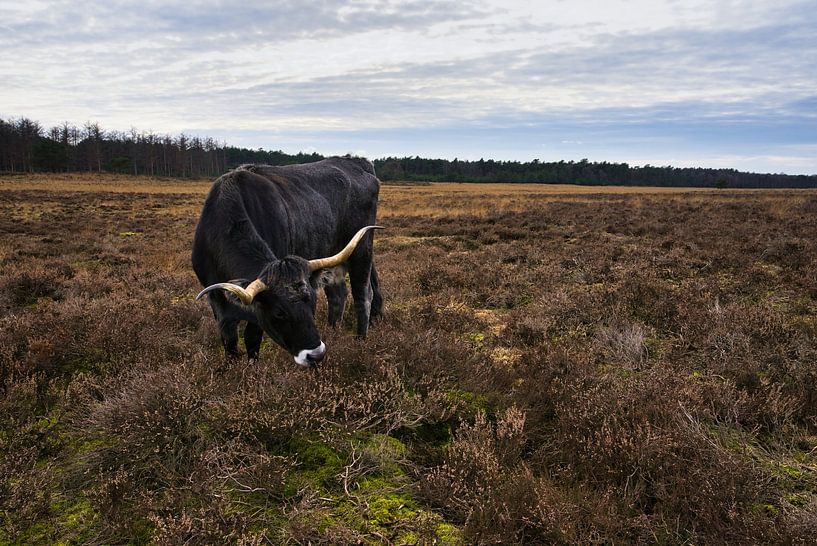 Rinder auf der Veluwe von Bart Nikkels