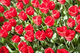 Triumph Tulipa "Arie Hoek" by Richard Wareham