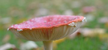 Limburg fly agaric sur Frank Ubachs fotografie