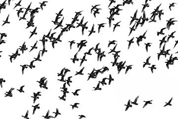 Vogels van hansnatuurfotografie