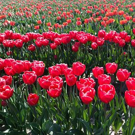 rode tulpen op een rij van Angelique Rademakers