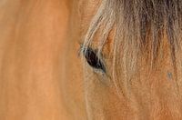 Oog van een paard