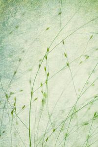 Filigran