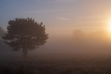 arbre brumeux au lever du soleil sur Margo Lammers