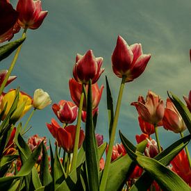 Tulpen von Wolbert Erich