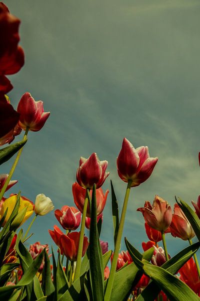 Tulpen van Wolbert Erich