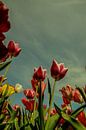 Tulpen van Wolbert Erich thumbnail