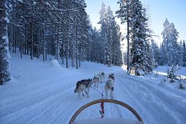 huskies by Jeroen Franssen