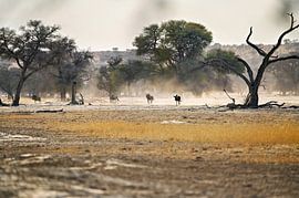 Draffende gnoes in de droge rivierbedding van de Nossob – Kgalagadi Kalahari van Dieter Stahl