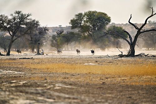 Trabende Gnus im Trockenflussbett des Nossob – Kgalagadi Kalahari von Dieter Stahl