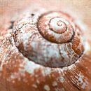 Spiral of a snail shell by Rietje Bulthuis thumbnail