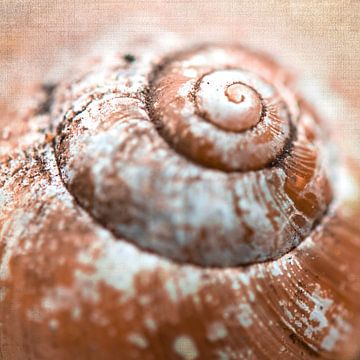 Spirale d'une coquille d'escargot sur Rietje Bulthuis
