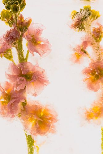 Levkojen dans la glace 2