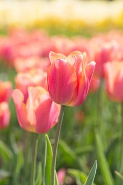La joie du printemps avec les tulipes sur Martina Weidner