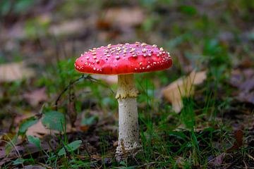 Wanddecoratie van een Rode paddenstoel met witte stippen van Kristof Leffelaer