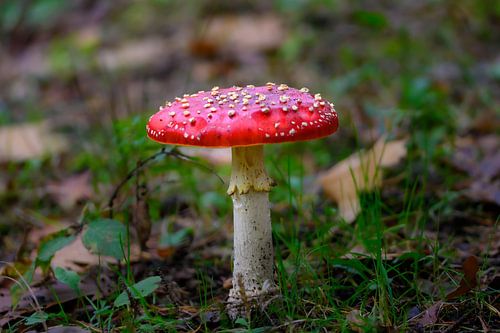 Wanddecoratie van een Rode paddenstoel met witte stippen