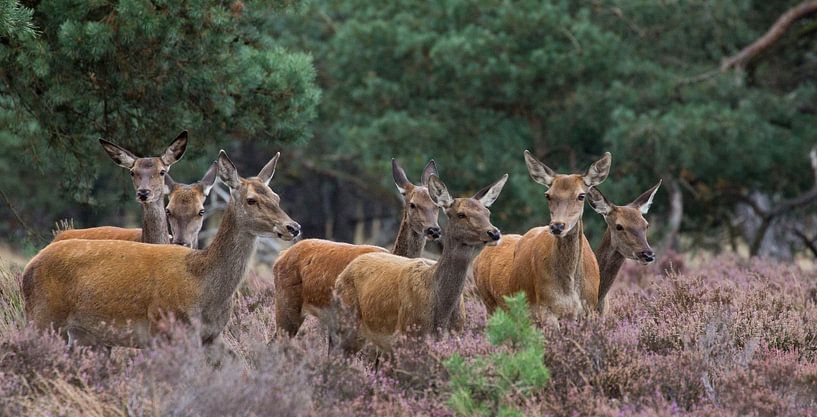herten van anja voorn