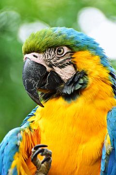 Parrot looking at you close-up 5 by Martin de Bouter