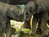 Elefanten in Nepal von Gert-Jan Siesling Miniaturansicht