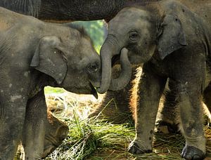 Les éléphants au Népal sur Gert-Jan Siesling