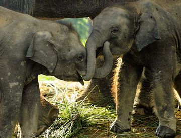 Elephants in Nepal by Gert-Jan Siesling