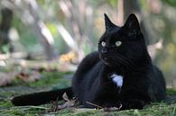 Schwarze Katze von ines meyer Miniaturansicht