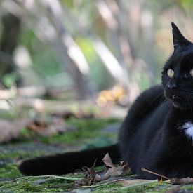 Schwarze Katze van ines meyer