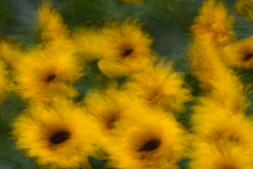 FLOWER DREAMS 36