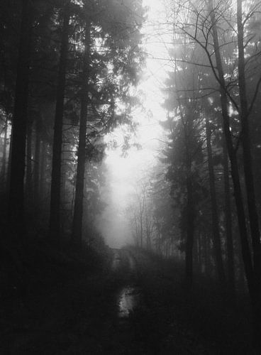 Brouillard
