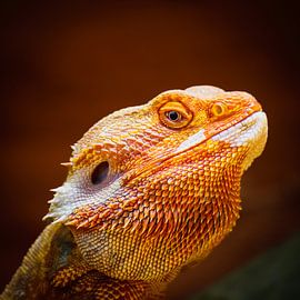 Hagedis in macro