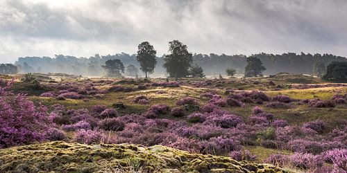 Heathland after the rain