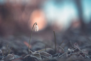 Blumen Teil 246
