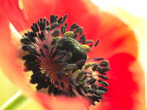 Bloem Anemoon Rood Oranje Zwart Groen Close-up Macro