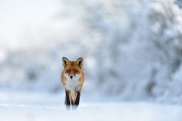 Winter sprookje... Rode vos *Vulpes vulpes* in diep besneeuwd landschap van wunderbare Erde