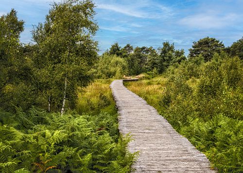 Landscape 'De Pelen', the Netherlands