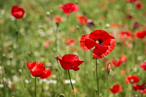 Poppies in summer splendour (green version) by Cor de Hamer