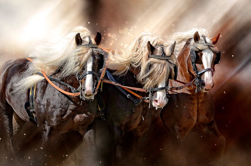 Schöne Pferde von Peter Roder