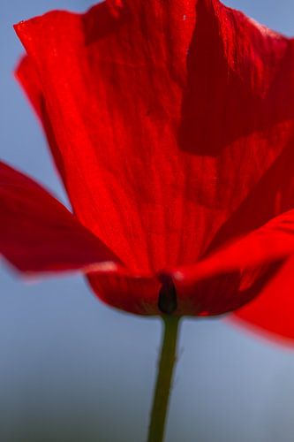 Poppy Power! - natuurfotografie