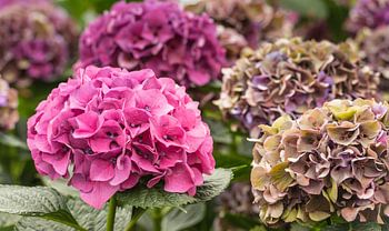 Kleurige Hortensia bloemen bij een Hortensiakwekerij