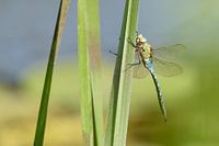Libelle