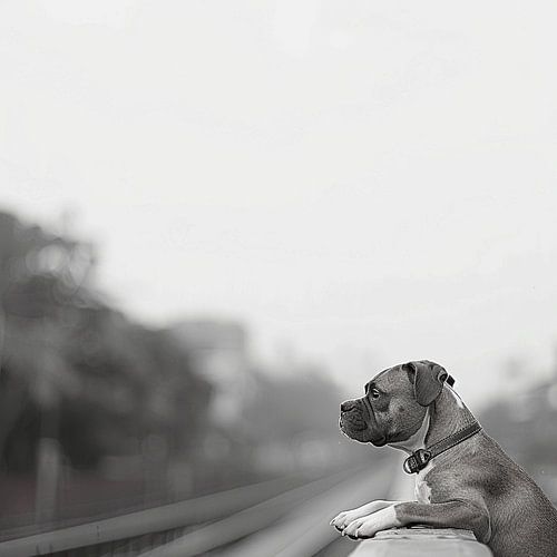 The Boxer's Journey - Loyal on Four Paws