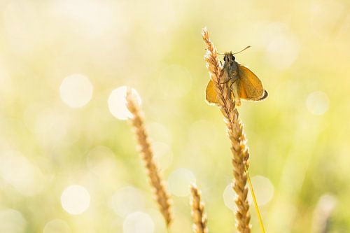Geelsprietdikkopje in het goud