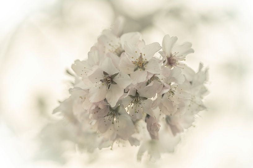 bloemen part 472 van Tania Perneel