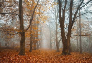 Herfst in het bos van Ytje Veenstra